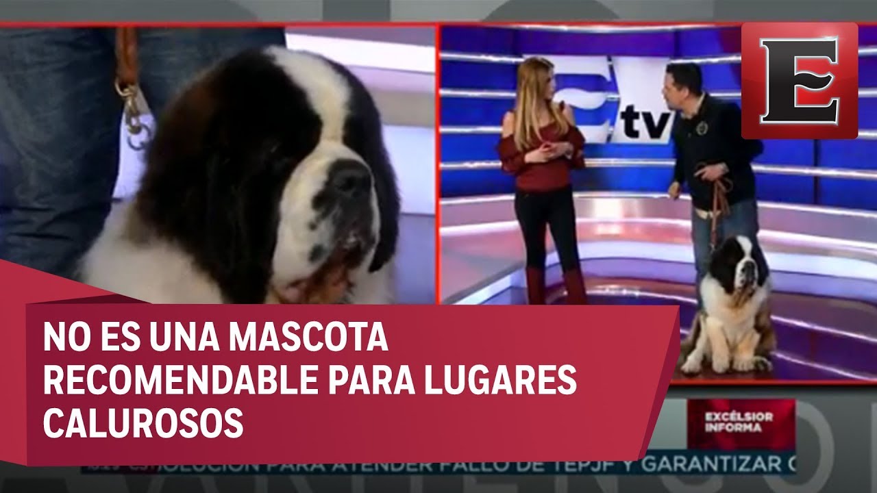 Animal...Es: San Bernardo Europeo
