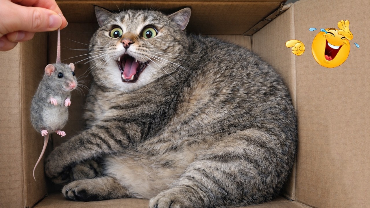 You Laugh You Lose 😂😹 | Ultimate Funny Cat Compilation