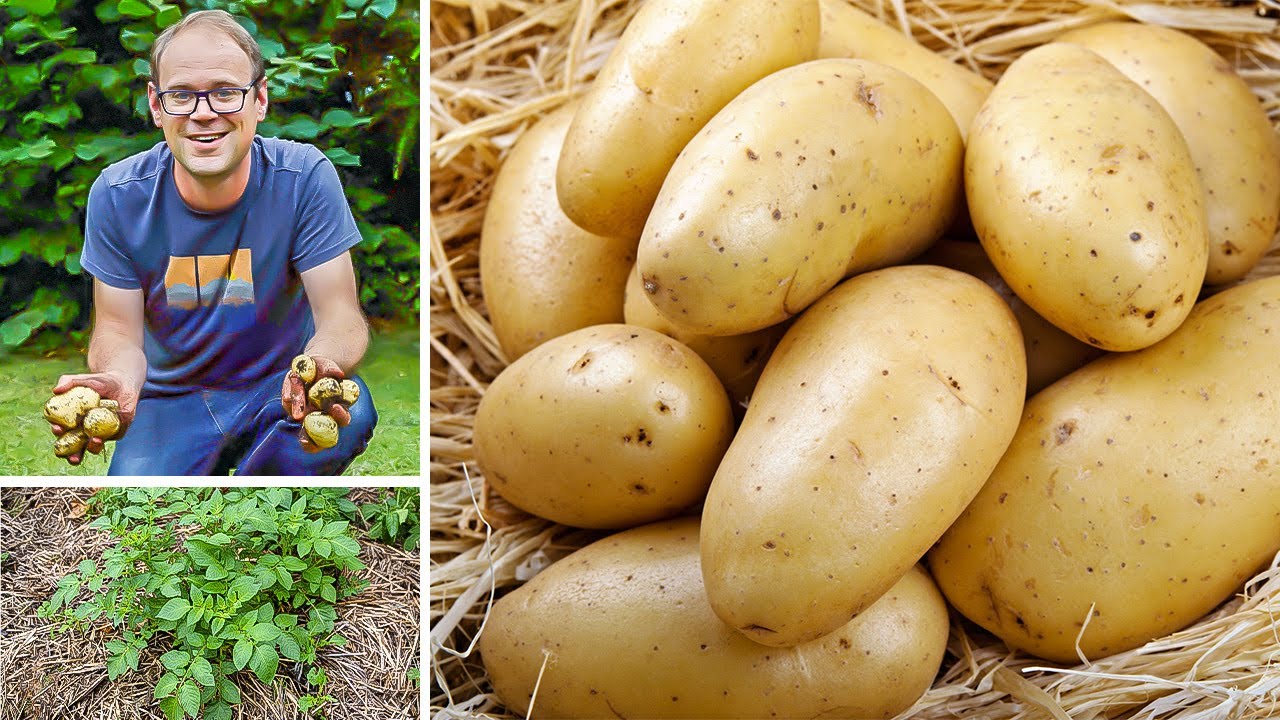 No Digging! Grow the Best Potatoes in Straw