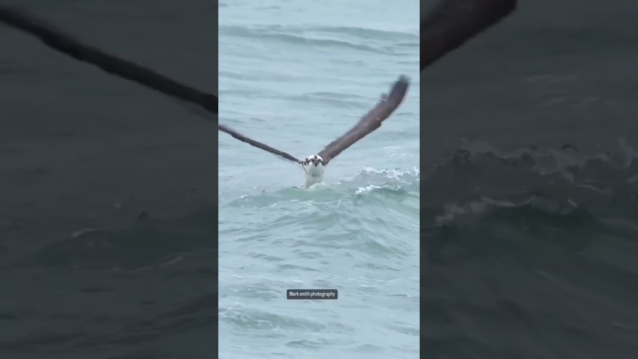 #WildlifeVideo #NatureMoments #FishingBird #ViralNatureVideo#WildlifeWatch#shorts#NatureEncounters