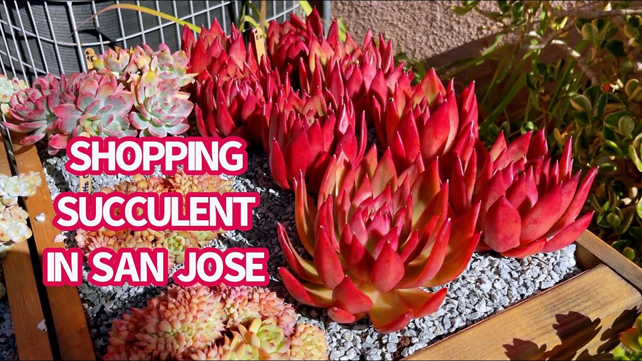 SHOPPING SUCCULENT WITH ME | ĐI MUA SEN ĐÁ ĐẦU NĂM | 다육식물 | 多肉植物 | Suculentas