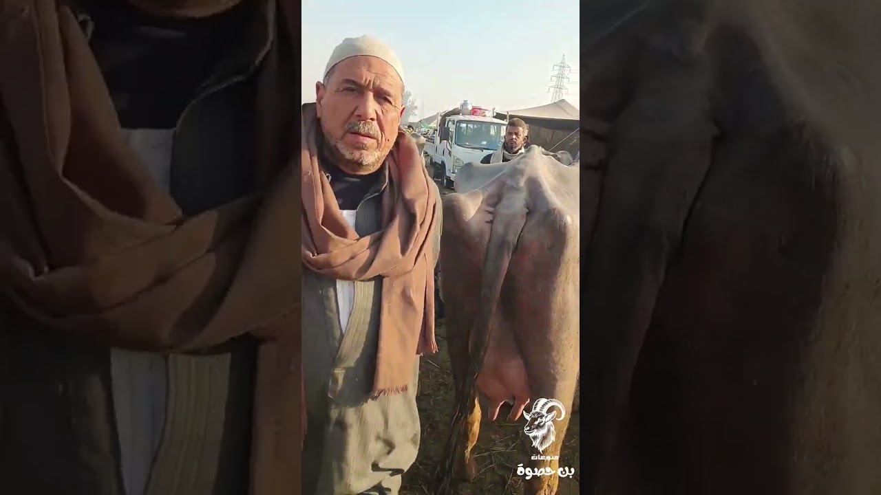 الجاموس الوالد ب 94000