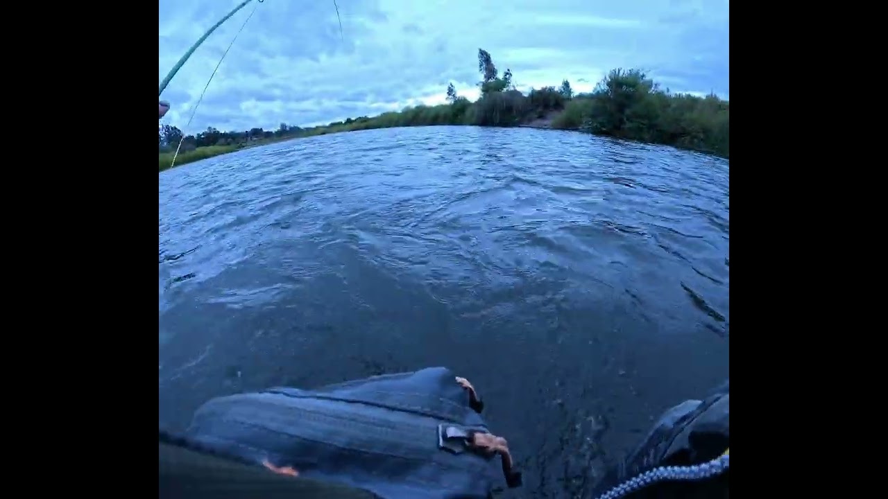 Pesca con  Mosca Río Quepe 2026