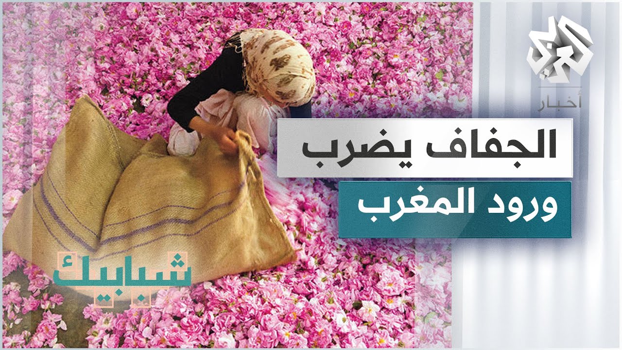 الجفاف يهدد زراعة الورد في المغرب وتراجع في محصول الوردة الدمشقية