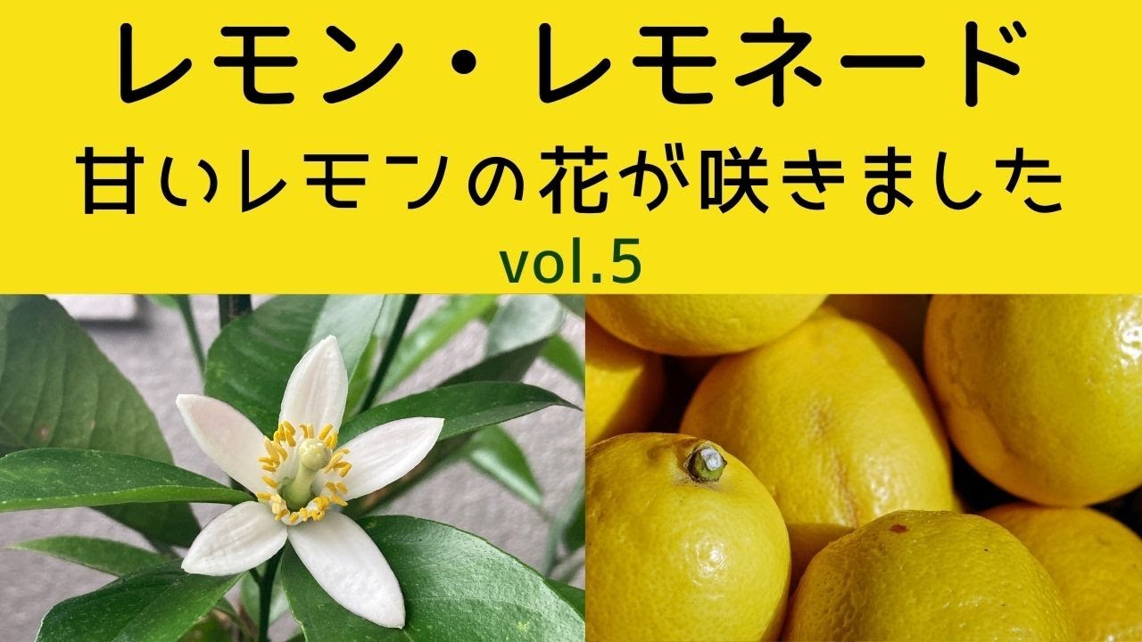 レモン・レモネード初開花。鉢植えの甘いレモンに初めての花。ベランダ栽培のレモンに花
