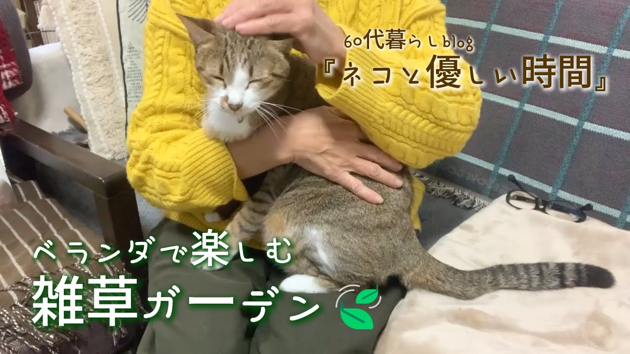 【49🍃】『ネコと優しい時間2026』ベランダで楽しむ雑草ガーデン🍃植物の力、自然の力。
