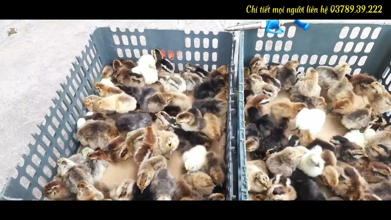 QUY TRÌNH GỬI GÀ H'MÔNG BẢN ĐỊA CHO KHÁCH.