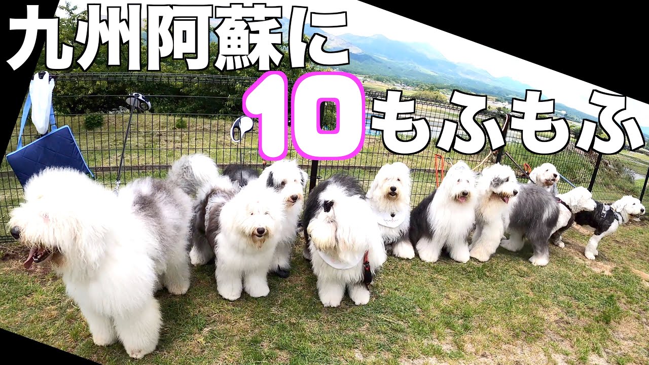 九州で10頭は有り得ないでしょ！オールドイングリッシュシープドッグ集団がみんなを釘付け！！