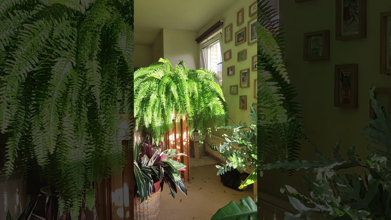 ☀️Scottish Winter Sun☀️ 