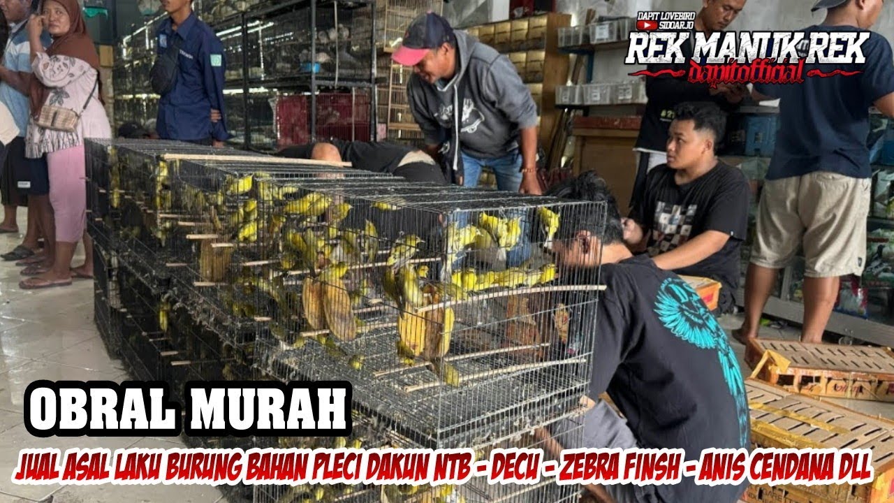 PROMO MURAH BURUNG BAHAN PLECI DAKUN NTB - DECU - ZEBRA FINSH - ANIS CENDANA DLL