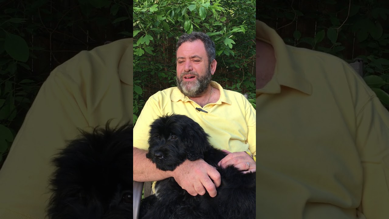 Portuguese Water Dog Breeder