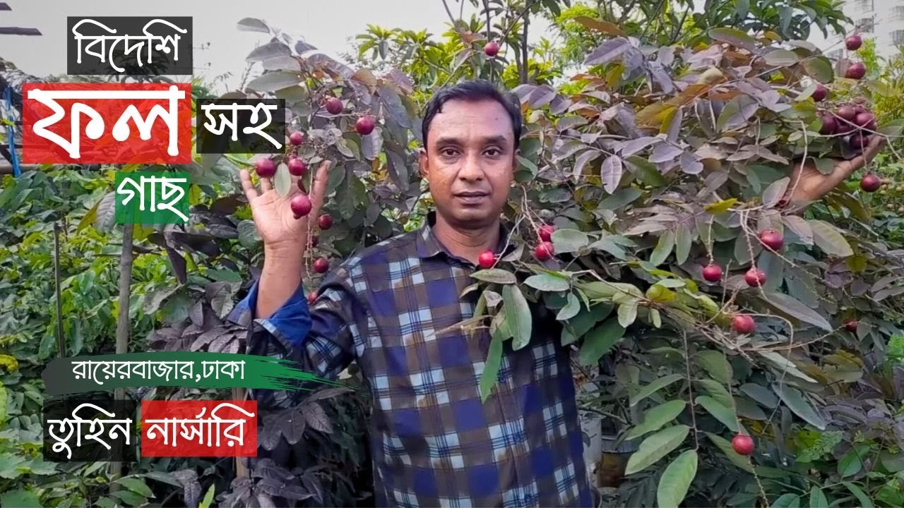 ফলসহ গাছ তুহিন নার্সারিতে | Fruit Tree Price | Gardening Bangladesh
