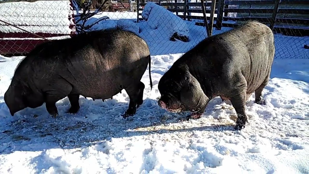 Свиньи Мейшан на зимней прогулке. Pigs Meishan #китайскиевислоухие#свиньи#мейшан#деревня#belarus#