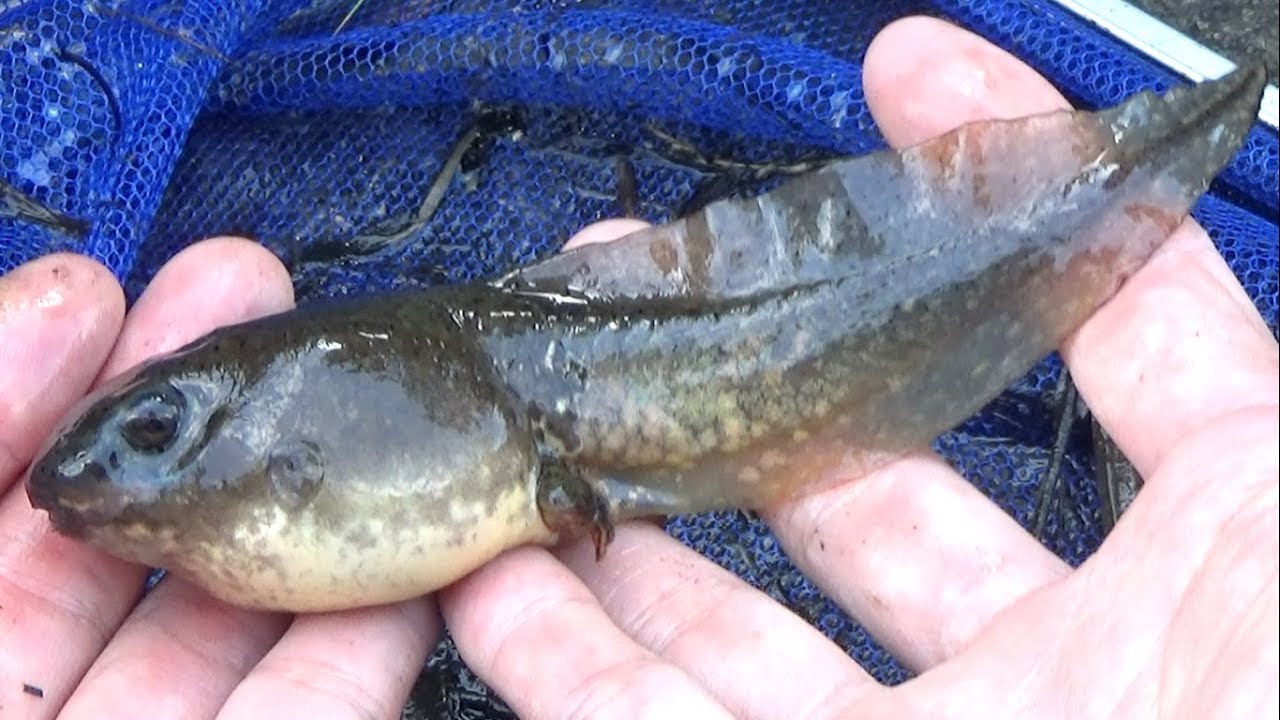 人工池で巨大化したオタマジャクシがヤバすぎた