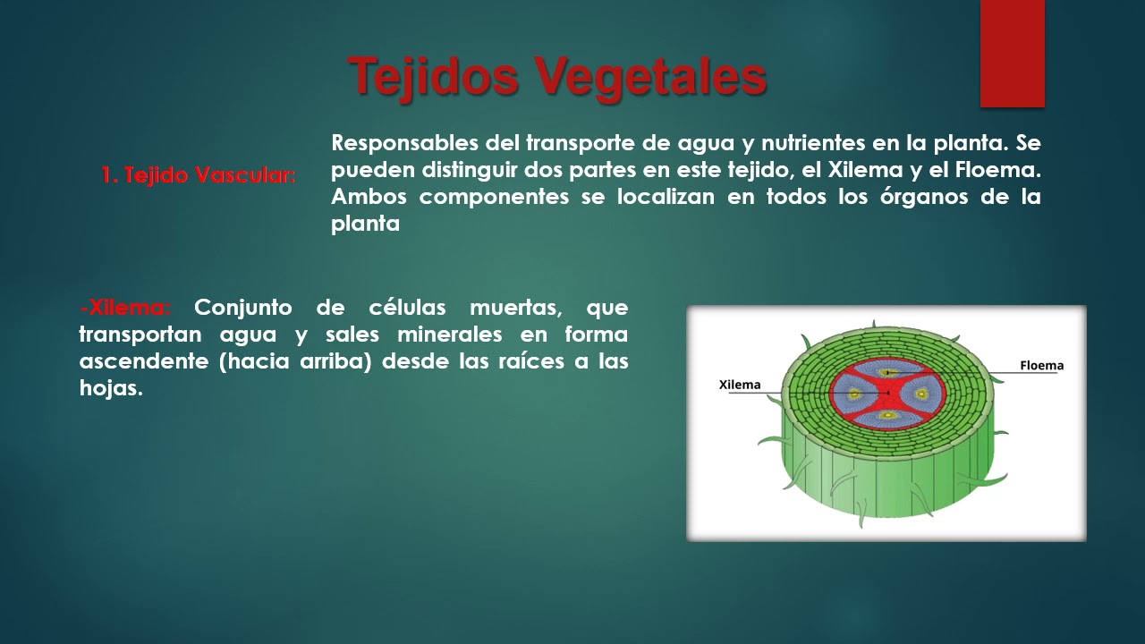 Estructuras Especializadas de las Plantas