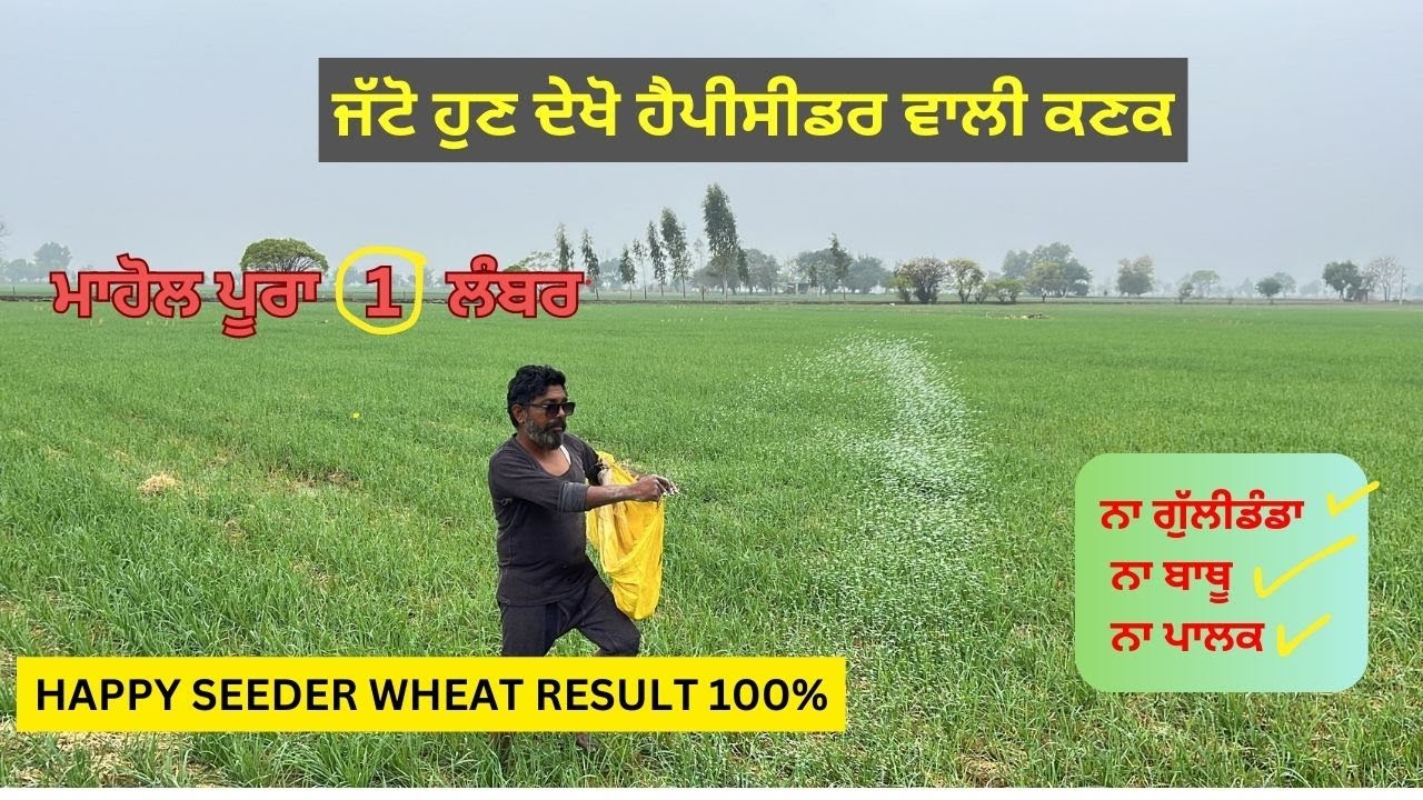 ਹੁਣ ਦੇਖੋ ਹੈਪੀਸੀਡਰ ਵਾਲੀ ਕਣਕ ਪੂਰੀ ਸ਼ਾਨਦਾਰ| HAAPYSEEDER WHEAT #punjabagriculture #agriculture #wheat