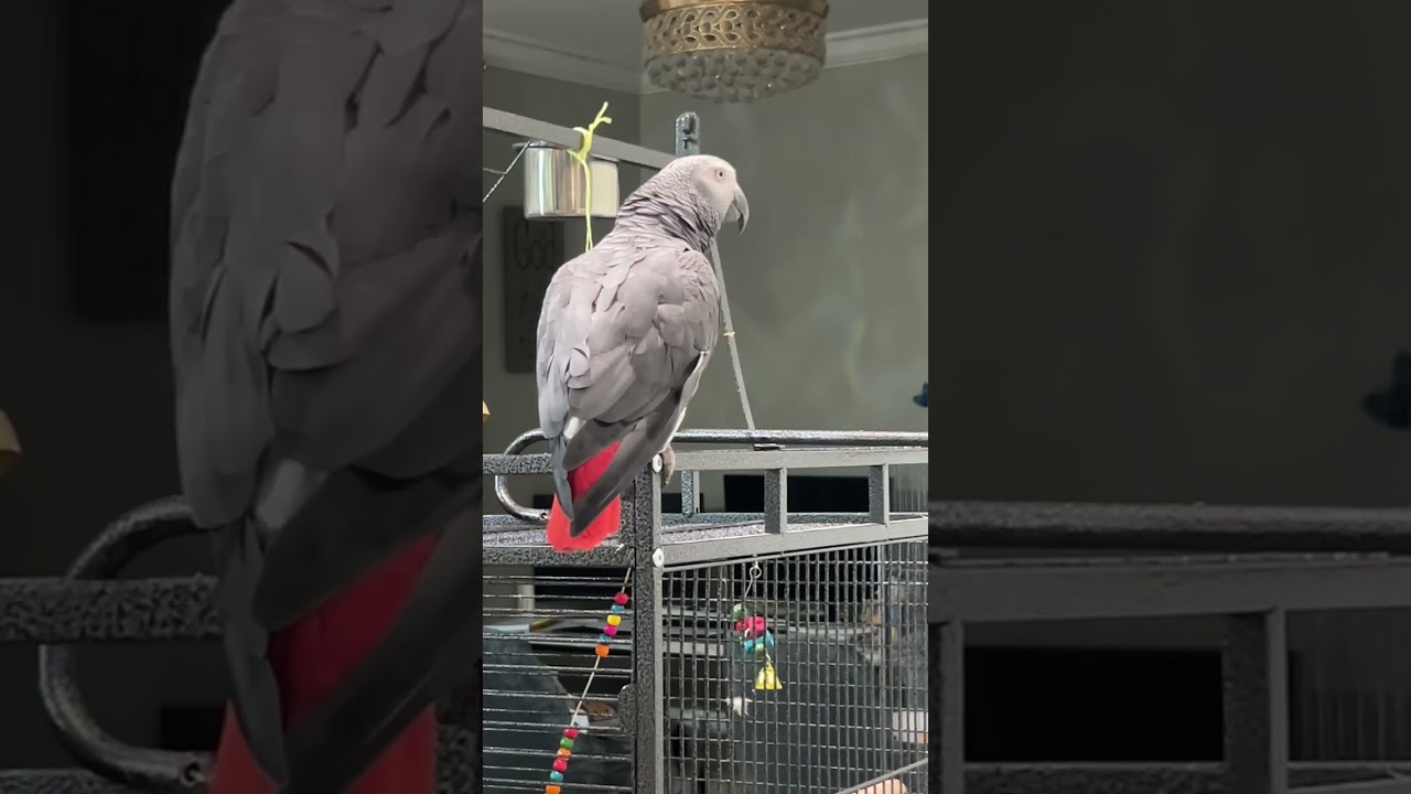 🥰#talkingparrotscareandroutine #talkingparot #nonstoptalkingparrot #africanbird