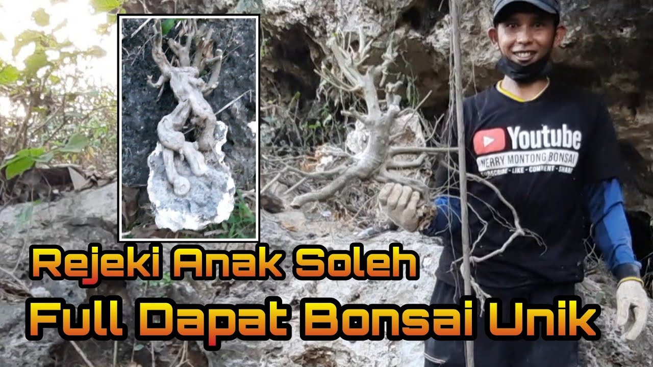 Full dapatnya Bonsai unik.. rejeki anak soleh