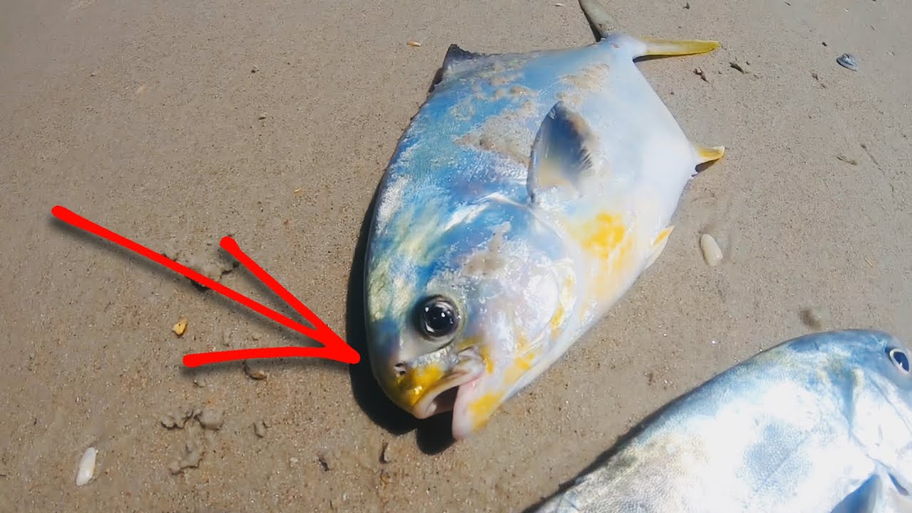 Surf Fishing POMPANO in NE Florida (St. Augustine)