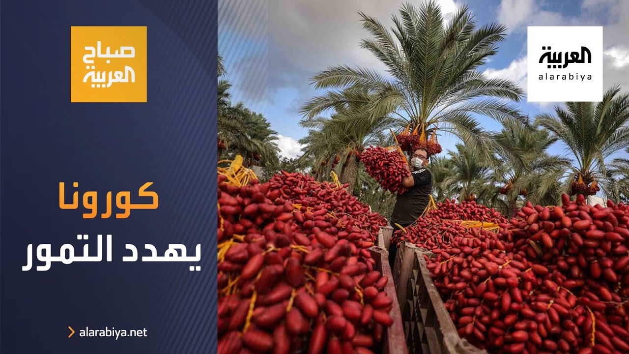 صباح العربية | كورونا يهدد موسم التمور الفلسطينية