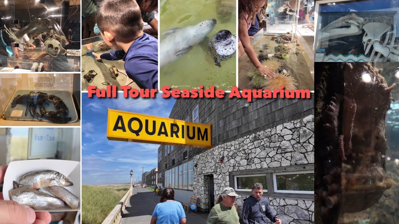 Exploring the Seaside Aquarium