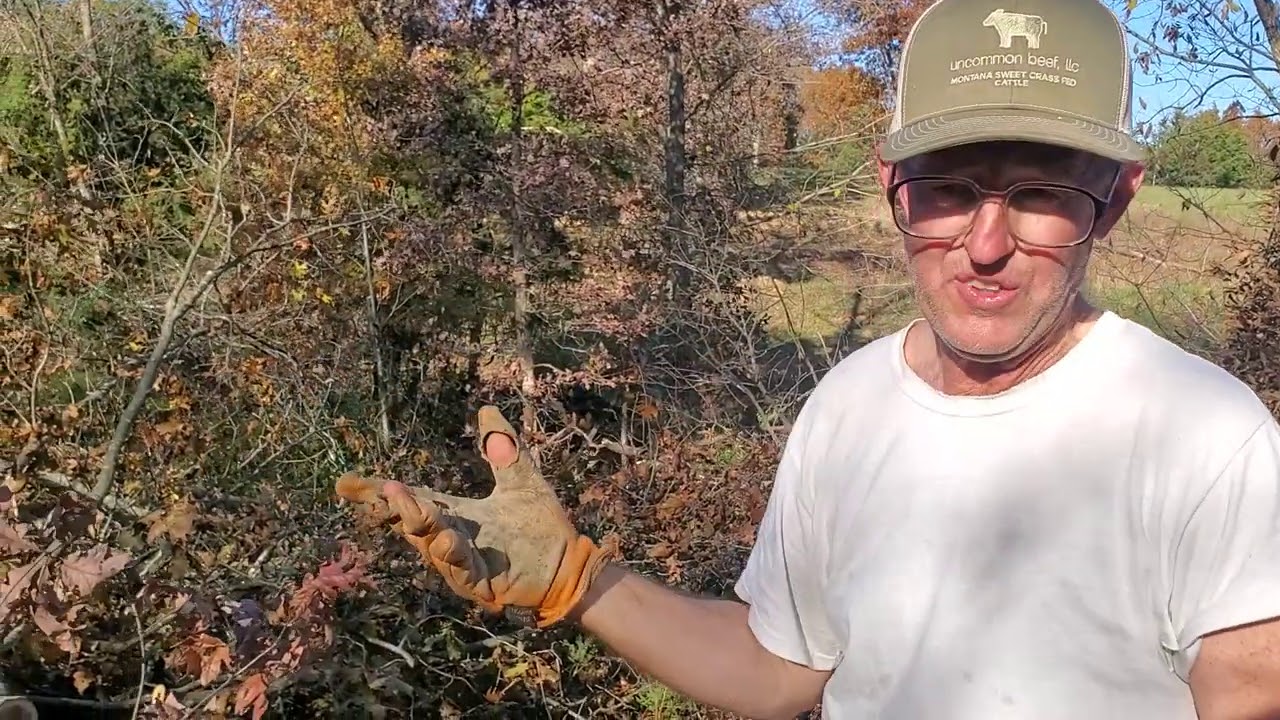 Greg is fired up about his new silvopasture project.
