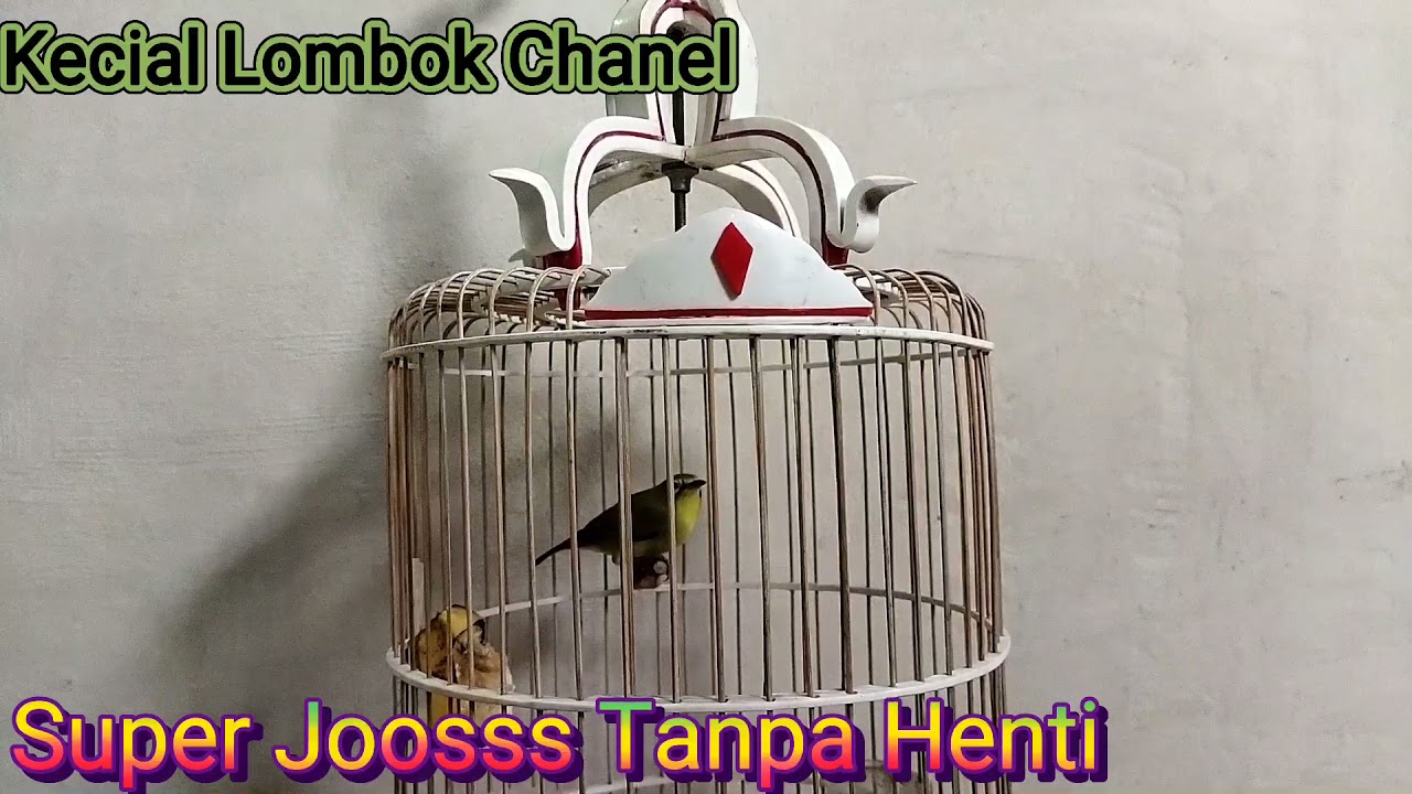 #josss_Perdetik_Tanpa_Henti