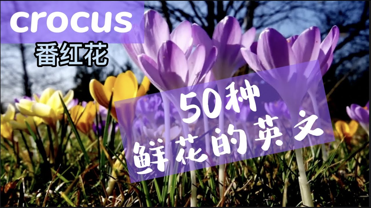 【英语】50种鲜花的英文名称/ 50 Flowers Names in English