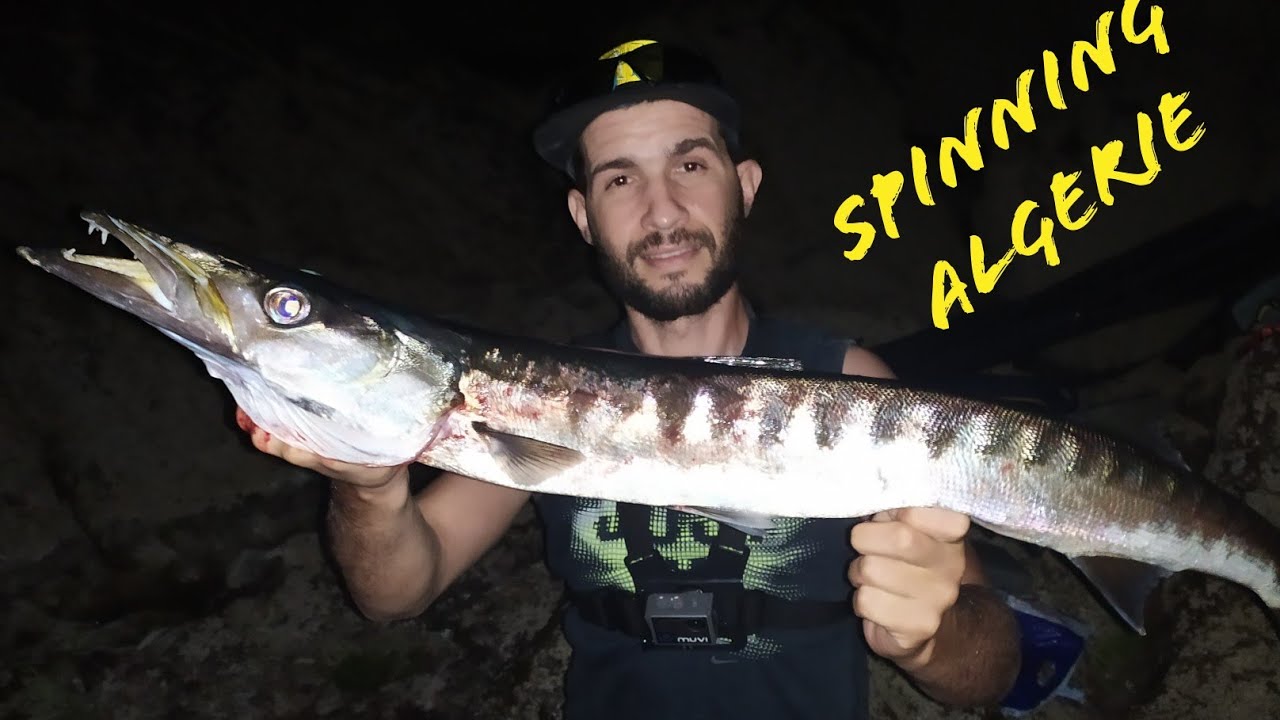 Spinning algerie 🇩🇿 : barracuda au leurre . herakles rave 175s