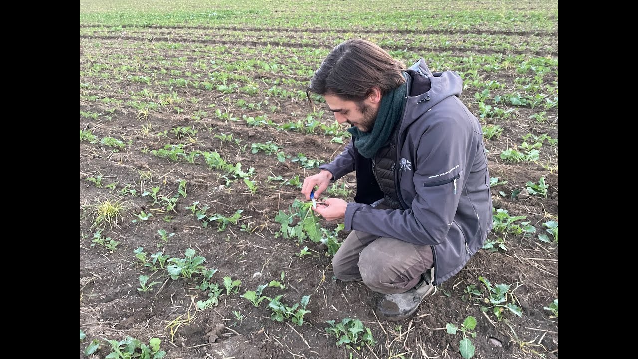 Feldexkursion 226: Wachstumsregler im Herbst, N.U. Agrar - 01.10.2022