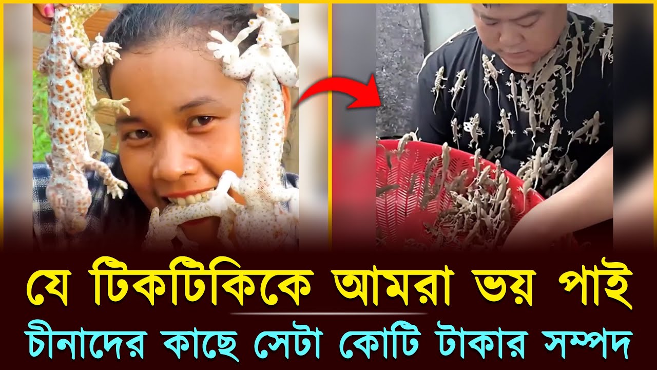 টিকটিকি চাষ করেই হতে পারেন কোটিপতি! | Lizard Farming