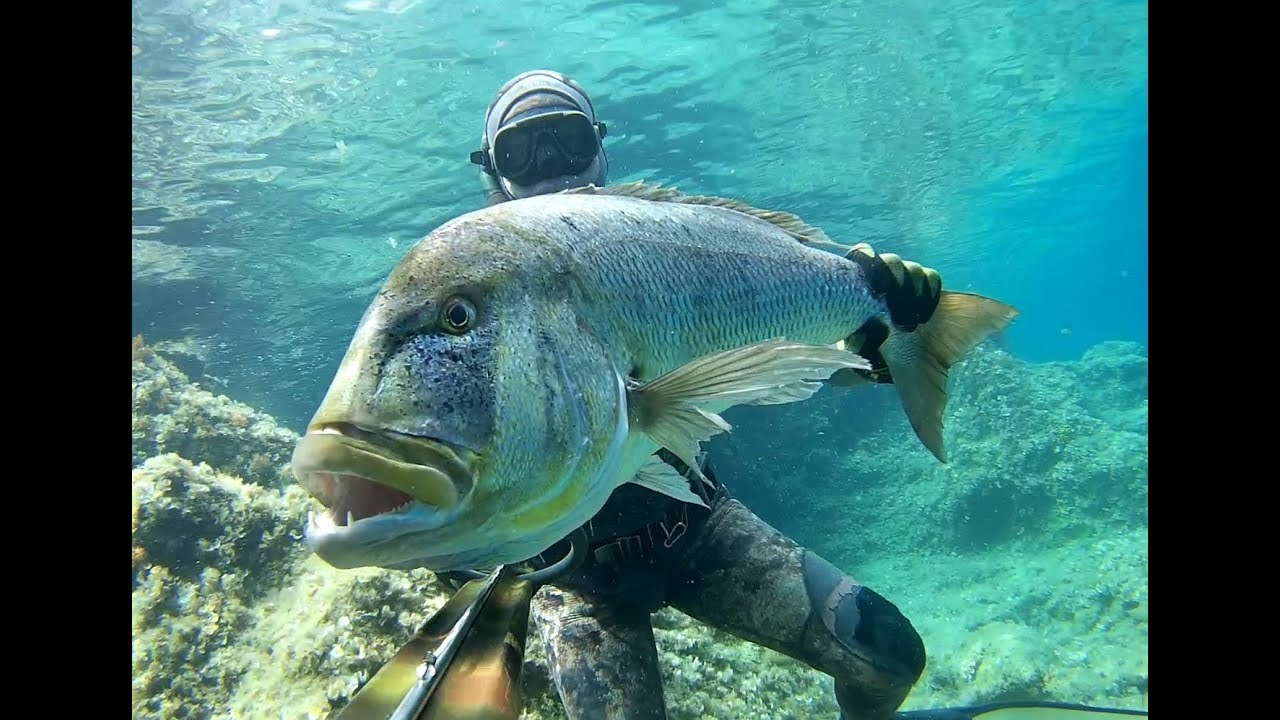 Spearfishing Croatia - 