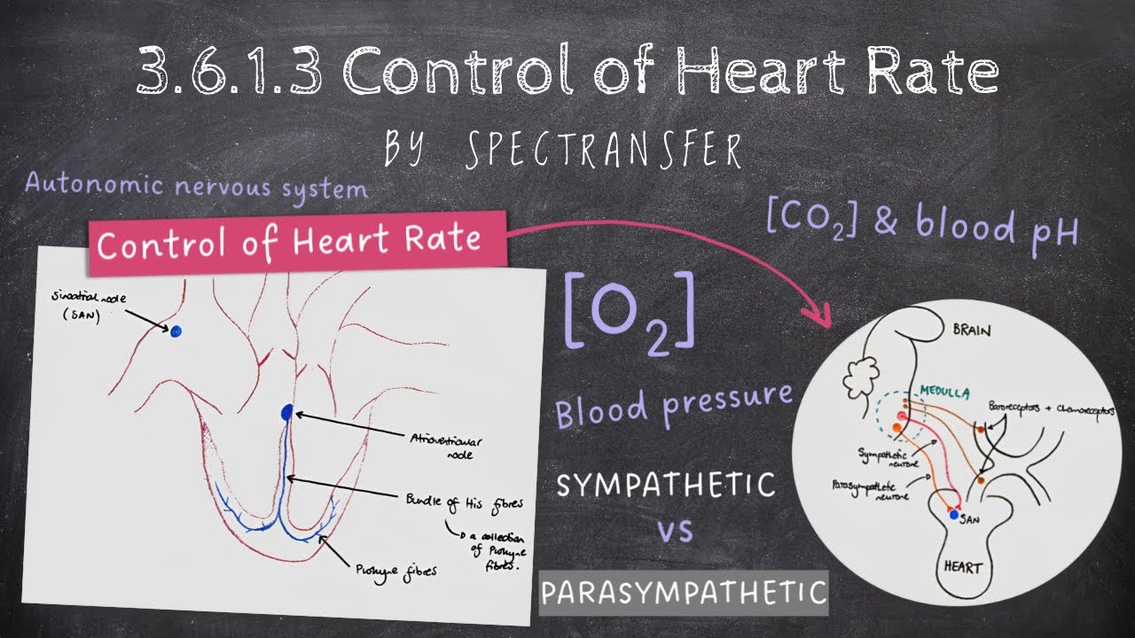 EASY REVISION AQA A-Level Biology 3.6.1.3 Control of Heart Rate