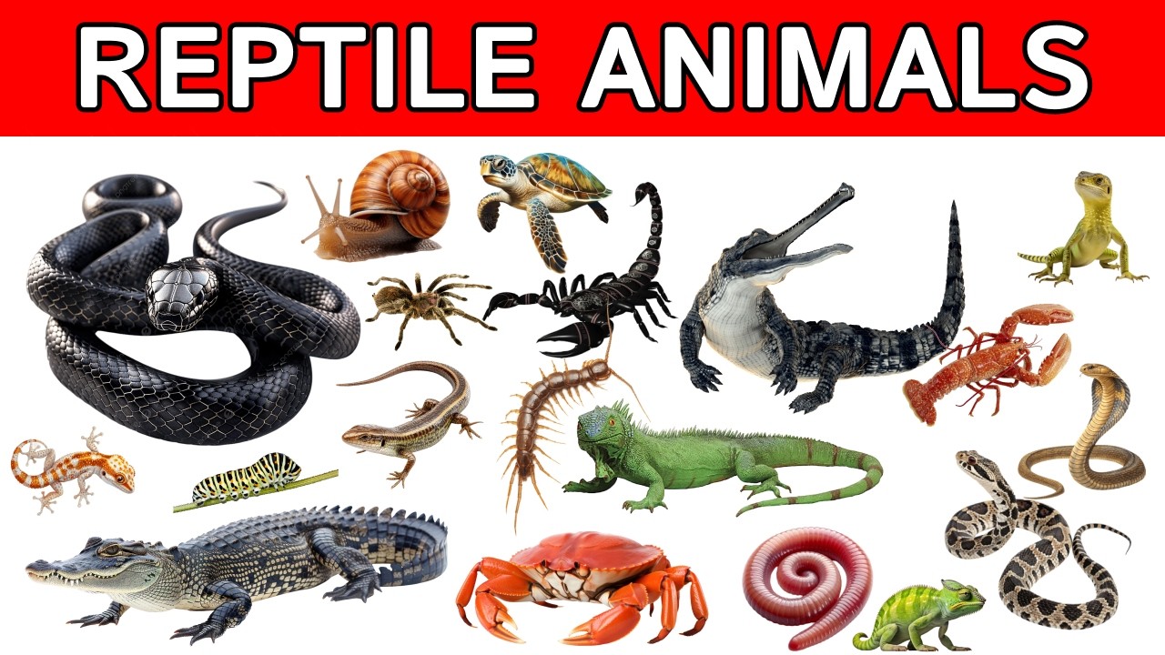 Animals That Crawl For Kids | Crawling And Reptile Animals For Kids | Kindergarten Learning Videos