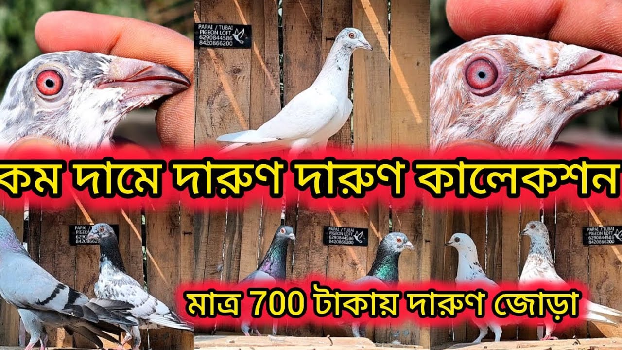 মাত্র 700 টাকা জোড়ায় দারুণ দারুণ পায়রা 🥶🥶 .. উড়ানের গ্যারেন্টি 💯💯
