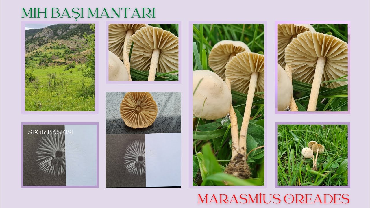 MIH BAŞI MANTARI (Marasmius oreades) TÜM AYRINTILARIYLA [Tanıtım 11/2021]