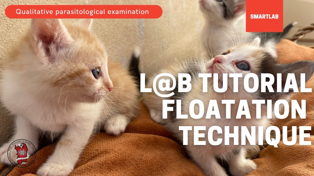 How to make a coprological qualitative exam? Floatation Method - SmartLab