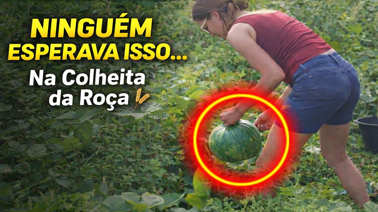 Moda de Viola Raiz | Colheita de Abóbora na Roça – Música Sertaneja do Sertão de Minas Gerais