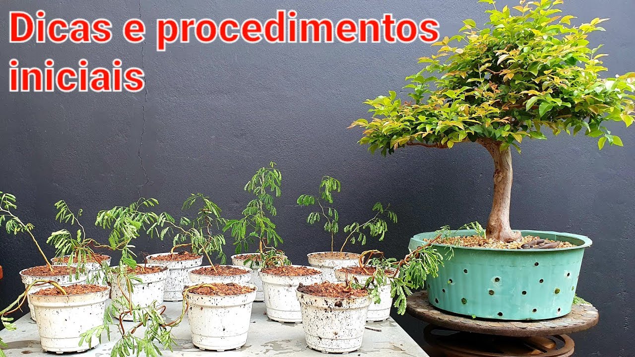 Preparando mudas para plantar no chão