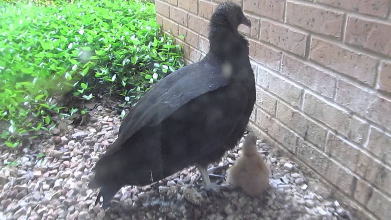Black Vulture - Nest Update 3: Baby!