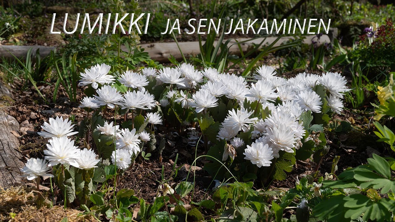 Lumikki ja sen jakaminen