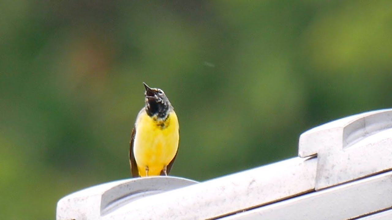 キセキレイの囀り 高音質【野鳥観察 鳥の鳴き声 バードウォッチング】Gray wagtail Bird Sound　Bird Call Birder