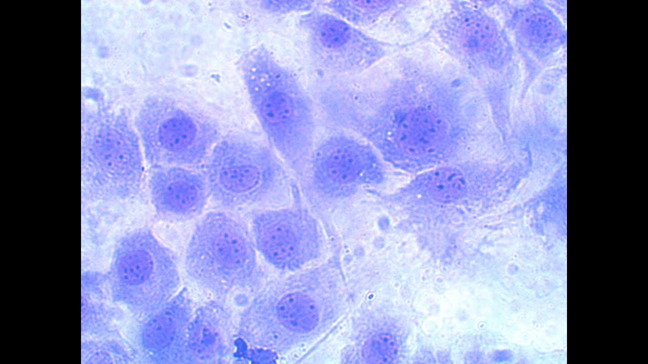 Statistical analysis for cell viability data