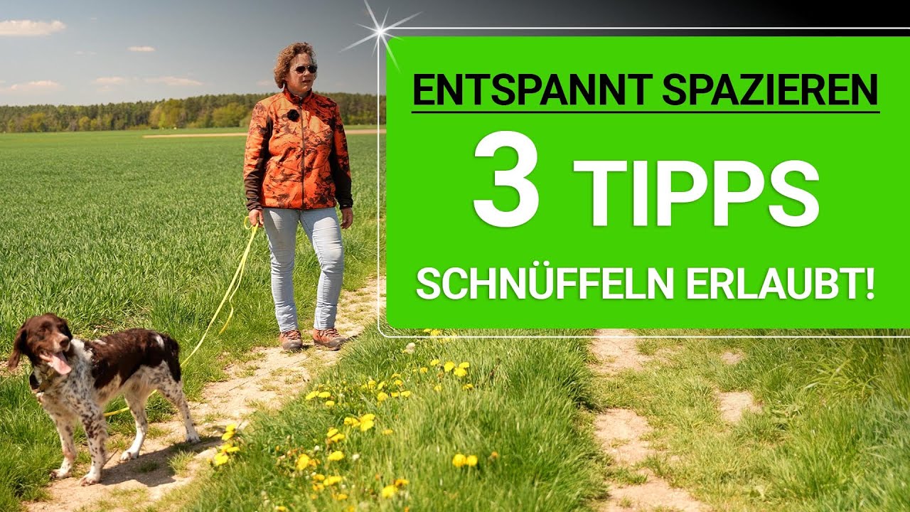💥🐶 Mit dem Hund spazieren gehen 👉 3 Tipps für entspannten Spaziergang mit Hund 🐶💥✔️