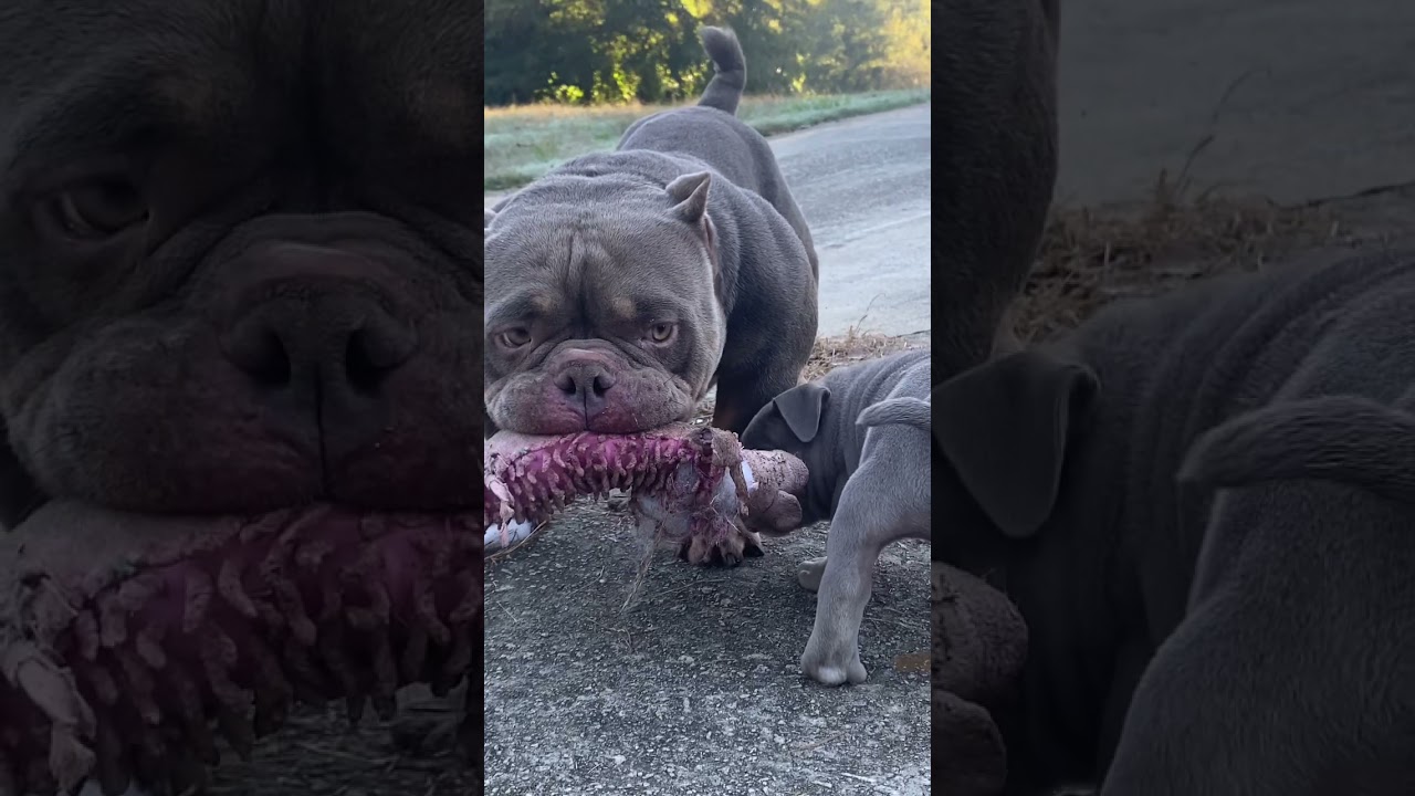 WORLD&rsquo;s BEST 6 WEEK OLD MICRO EXOTIC BULLY PUPPY