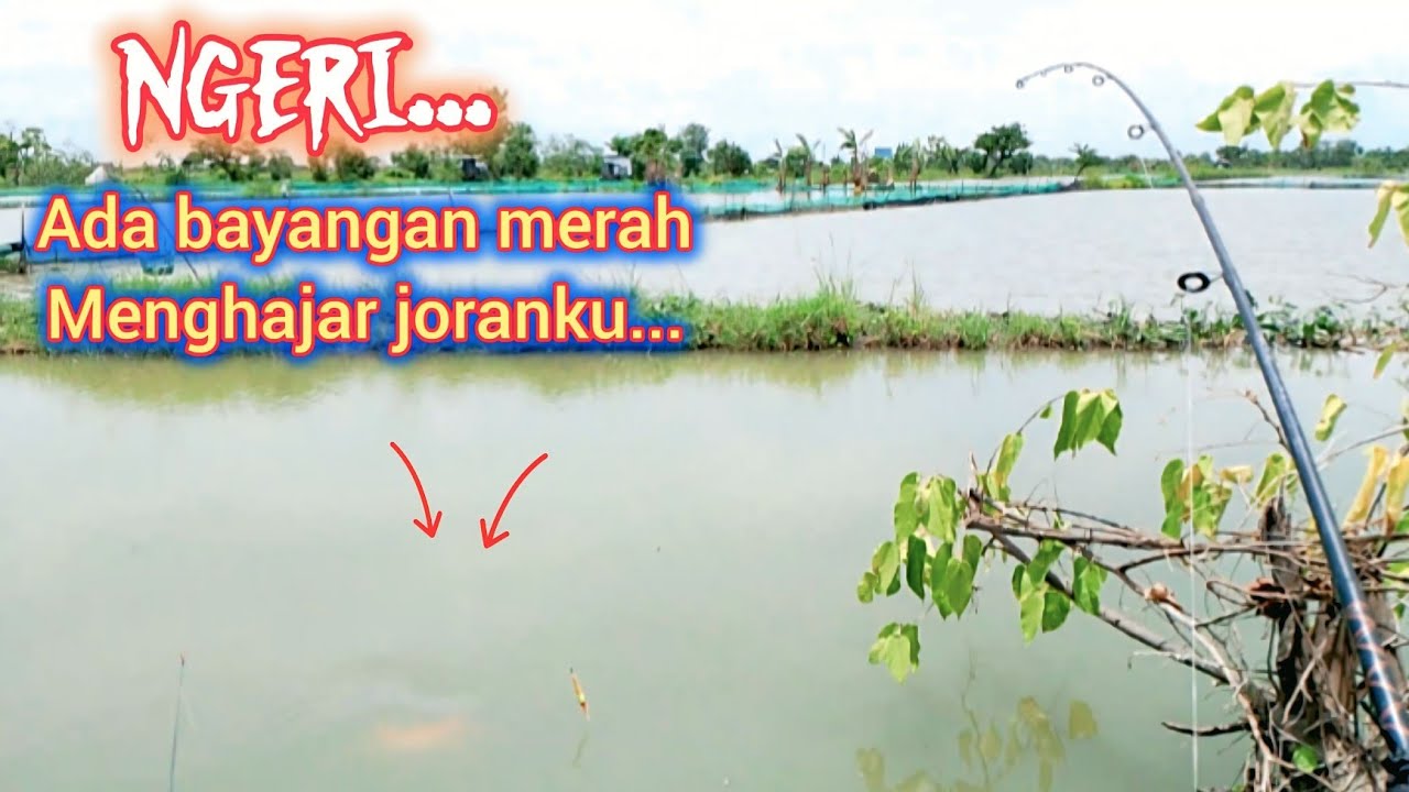 Ngeri,,,  Bayangan merah menghajar joranku,, Mancing di sungai liaran
