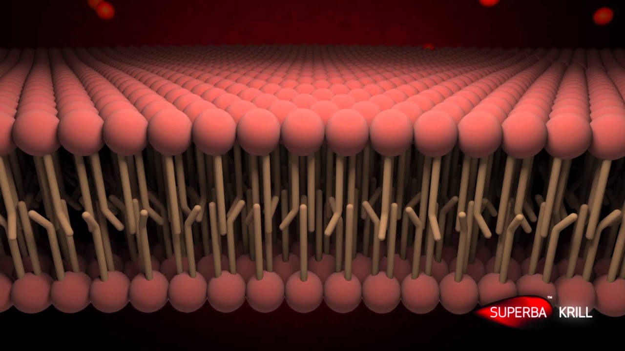 Aker Biomarine Superba&trade; Krill Phospholipid Omega 3s