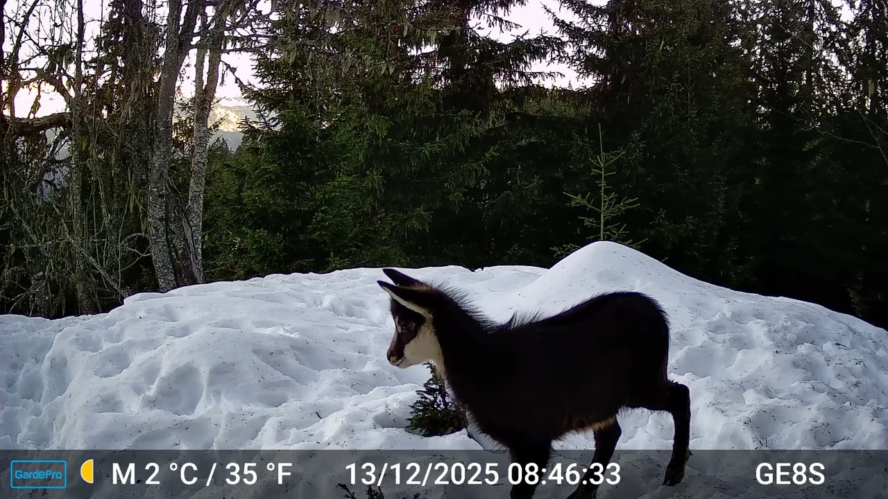 piège photo - jeune chamois (Savoie)