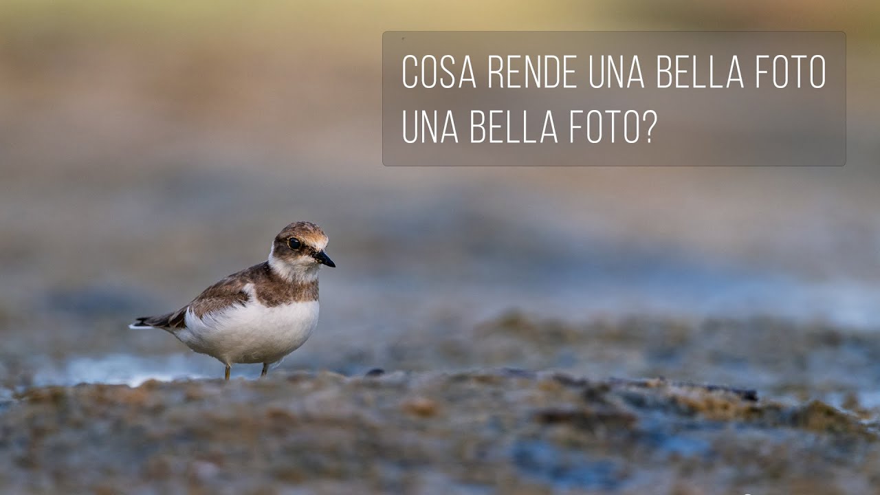 Cosa rende una bella foto una bella foto?
