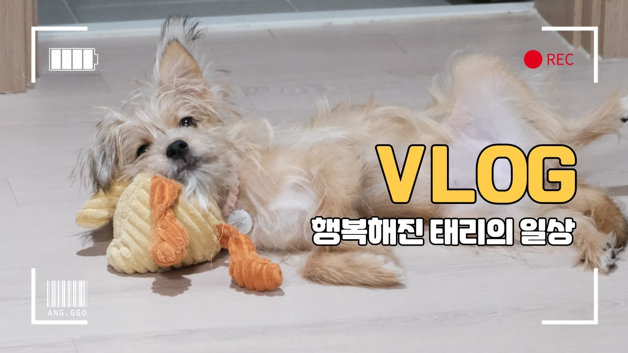 vlogㅣ함께에 익숙해진 진짜 집강아지😍ㅣ포인핸드ㅣ유기견 입양 브이로그ㅣ태리일상🐶